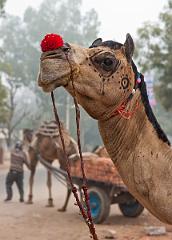 Sawai Madhopur
